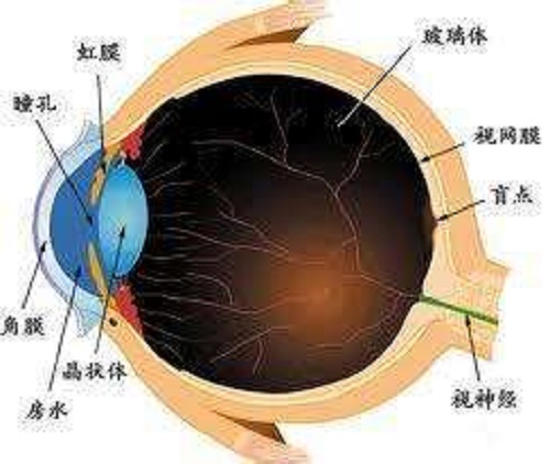 得了玻璃体积血怎么办？